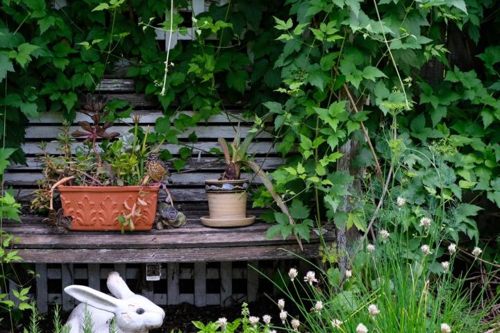 garden bench surrounded by greenery