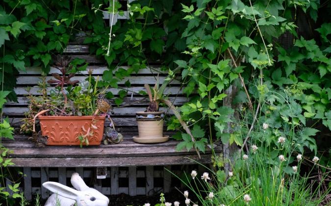 garden bench surrounded by greenery